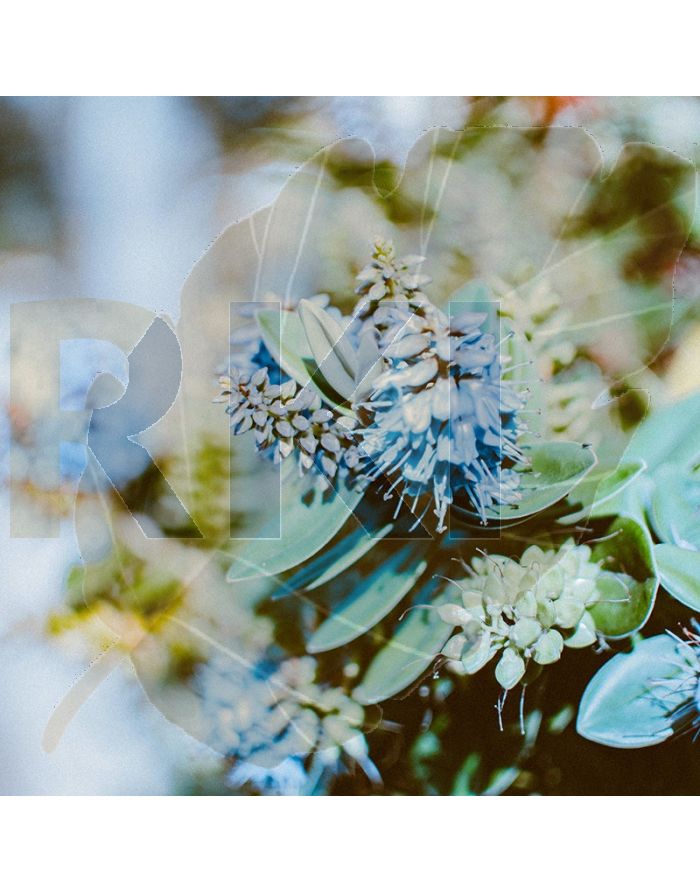 Pexels josh sorenson